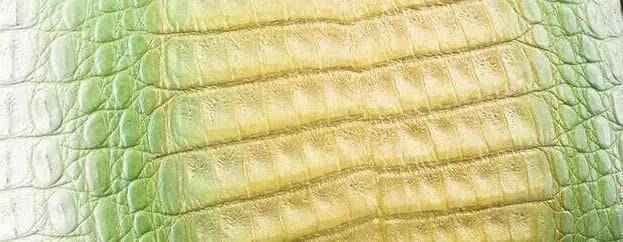 Crocodile skin belly leather in vibrant colorway, showcasing textured crocodile-patterned handbag or belt from Exotic Skin Leather Bags.
