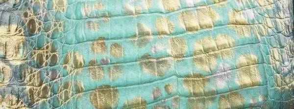 Crocodile skin belly leather in a colorful pattern, showcasing textured exotic leather for handbags and belts.