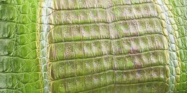 Close-up of crocodile belly leather in vibrant colorway, showcasing the textured, luxurious skin used in exotic leather handbags and belts.