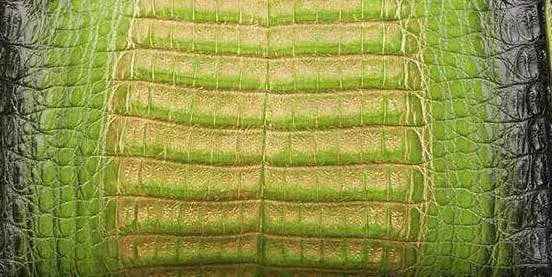 Close-up of crocodile skin belly leather in a colorway, showcasing the textured pattern and luxurious finish of the exotic leather material.