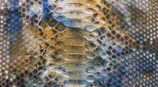 Exotic Python Skin Leather Colorway for apparel and accessories, featuring textured python leather in vibrant color tones.